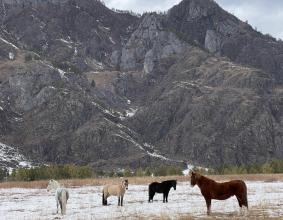 Дизайн, комфорт и  красота гор Алтая.